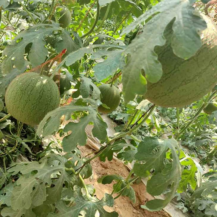 新用户专享99薄皮牛奶小吊瓜西瓜2个502斤左右次日达