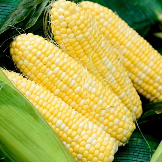 爆品云南新鲜水果玉米4根装次日达