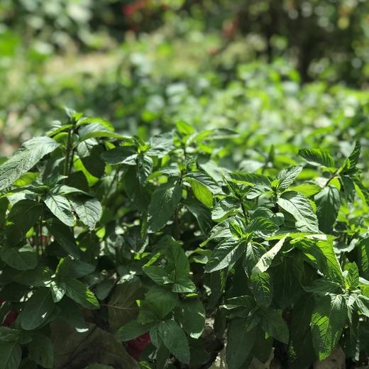 生态香草系列 | 柠檬薄荷-柠檬香茅-芦荟 | 自然生长  | 石嫣农场 * Ecological Vanilla Series 商品图13