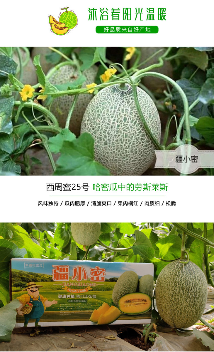 新疆哈密瓜西州蜜25号脆甜多汁现摘包邮老少皆宜