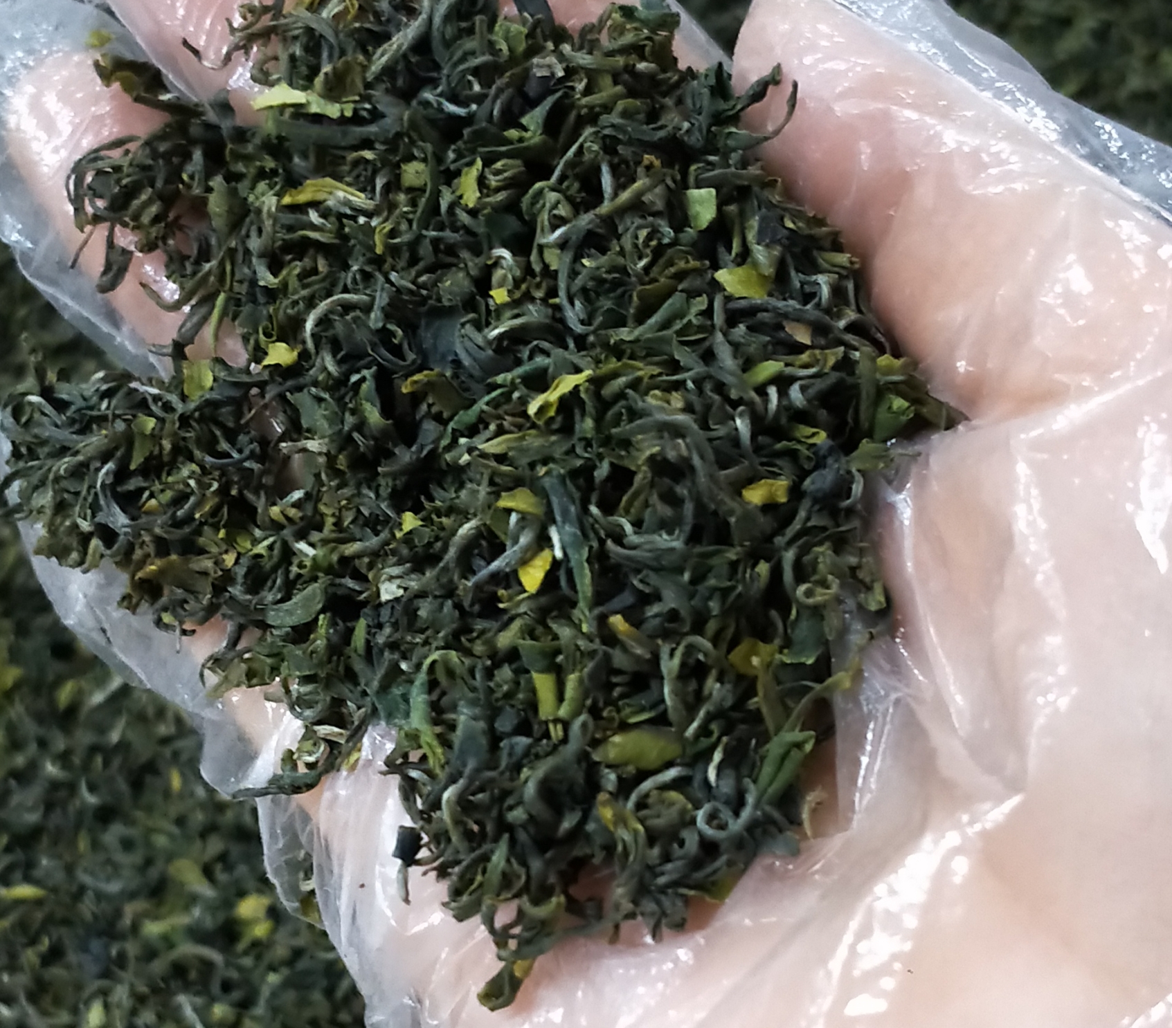 【茶馆茶叶】【预售】校长推荐！！茶碎系列