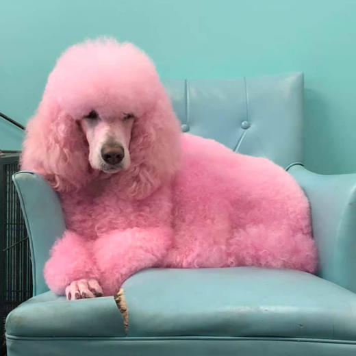 宠物染色香波-粉色 500ml OPAWZ小爪印 商品图14