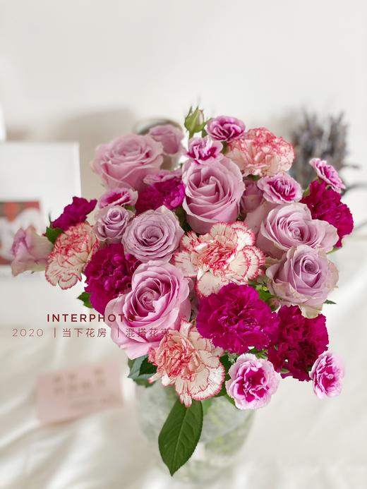 紫霞仙子粉红芭蕾9紫色康乃馨5俏新娘单头康4时尚太子多头康2