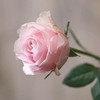国产玫瑰ZS-粉红雪山-B级-20枝/扎博麟推荐 商品缩略图1
