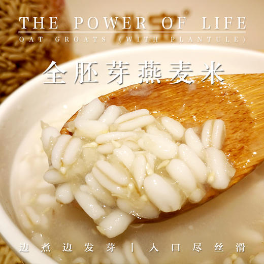 洮宝 农家系列全胚芽燕麦米500g 商品图1