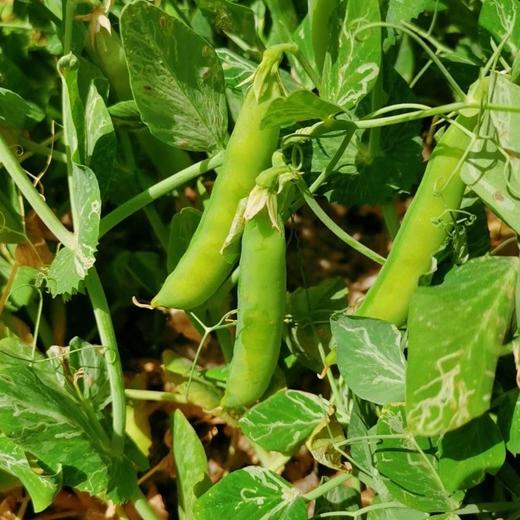 生态干豌豆 | 自然晾干   五谷杂粮 炖汤熬粥  | 石嫣农场 商品图2