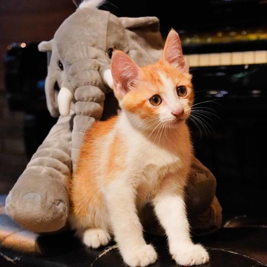 小象公仔 商品图2