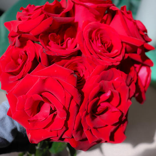 云南新娘红玫瑰多种颜色选择新鲜采摘赠送鲜花保鲜剂