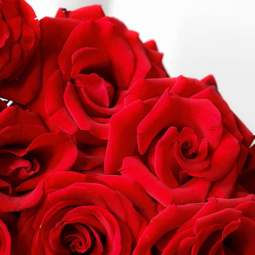 云南新娘红玫瑰多种颜色选择新鲜采摘赠送鲜花保鲜剂