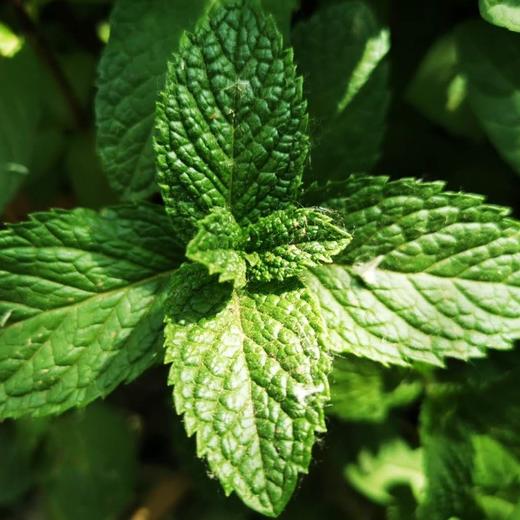 生态香草系列 | 柠檬薄荷-柠檬香茅-芦荟 | 自然生长  | 石嫣农场 * Ecological Vanilla Series 商品图11