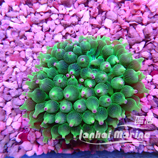 绿奶嘴葵 商品图1