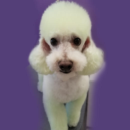 宠物染色香波-绿色 500ml OPAWZ小爪印 商品图9