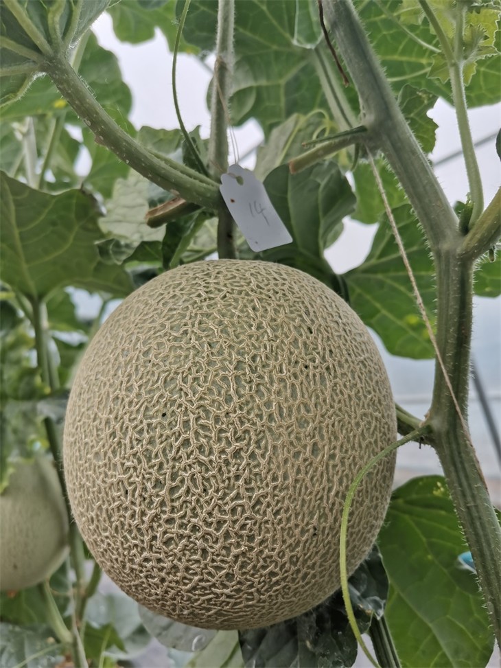 网纹甜瓜单个净重约225斤两个装