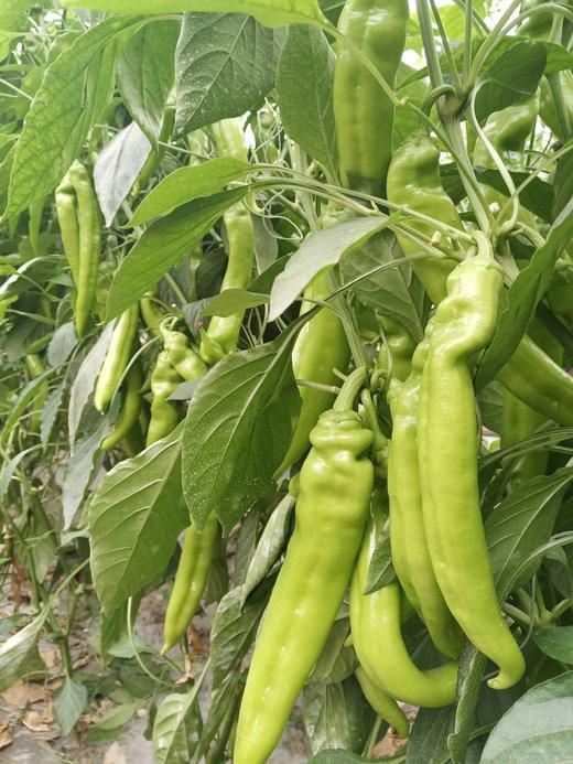 山东新鲜现摘绿尖椒5斤型美皮薄香辣清脆翠绿鲜亮应季蔬果