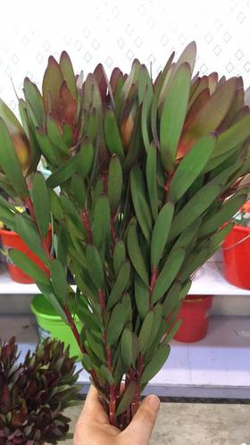 配花-木百合-红色-5枝/扎