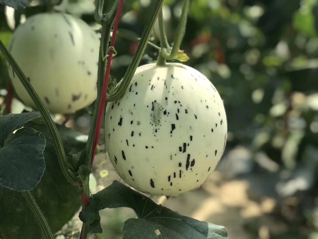 新疆吐鲁番的月露蜜瓜6-7斤装(外表清新可爱,口感甜软多汁 )