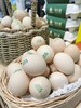 物本源精选无抗鸡蛋10枚装 商品缩略图0