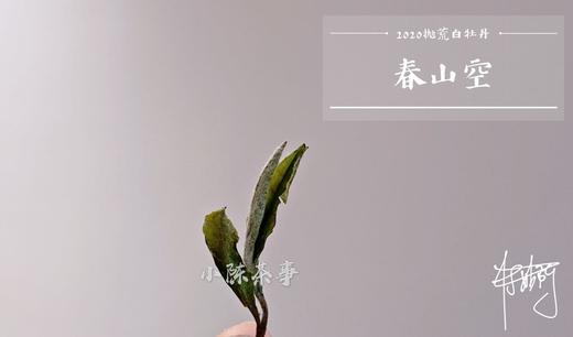 2020抛荒白牡丹《春山空》，桂花香清幽细腻，桂香袅然 商品图3