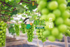 匠心极·晴王葡萄 自带浓郁香气的晴王葡萄🍇 口感香甜，果冻般口感  皮薄而无涩，迷之花香 让人惊艳无比，入口化成一汪蜜。满嘴香甜，瞬间征服你的味蕾！ 商品缩略图1