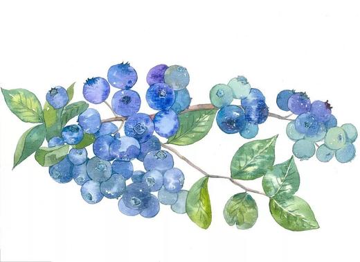 加拿大蓝莓酒 甜型 传统工艺 木桶酿造 入口全是花青素 原装原瓶进口 |百里食 商品图7