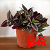 紫叶吊竹梅吊兰绿植盆栽 商品缩略图0