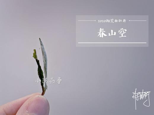 2020抛荒白牡丹《春山空》，桂花香清幽细腻，桂香袅然 商品图4
