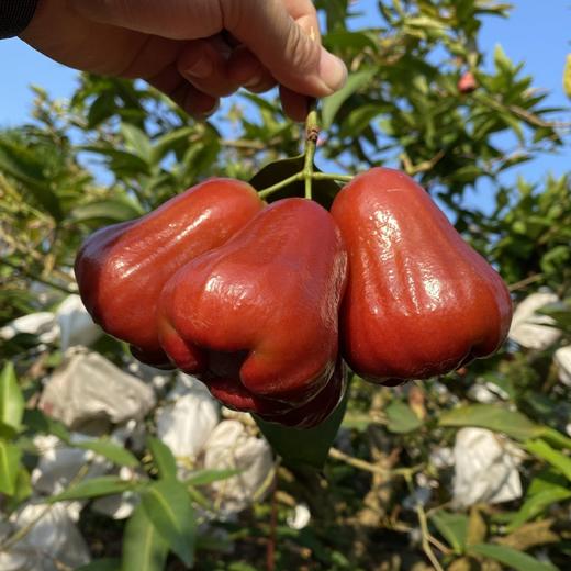 海南黑金刚新鲜莲雾4斤 商品图6