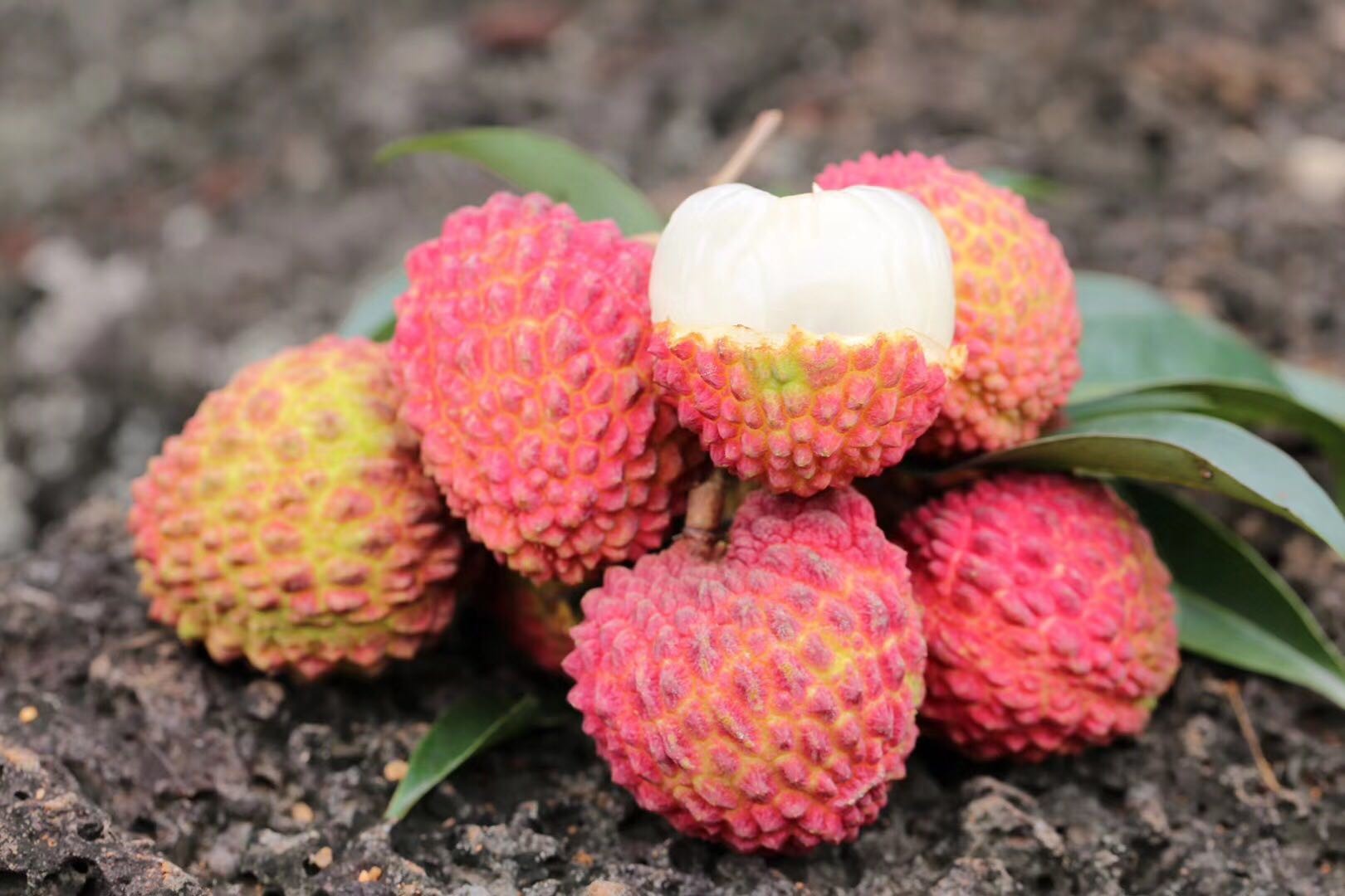 海南树上熟火山岩荔枝王45斤装约4550枚空运货不一样的新鲜