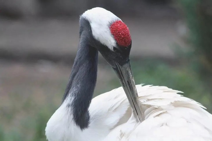 丹顶鹤 是鹤类中较为珍贵的一种 因为其头顶上没有羽毛 头部大量的