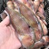 【赤壳莺歌鱼】野生海捕 好吃到连鳞都不放过的纯野生的海鱼，每盒约8-10条杀前约500克！ 商品缩略图0