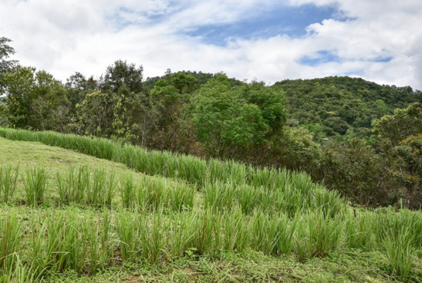 岩兰草精油香根草宁静之油放松舒缓海地