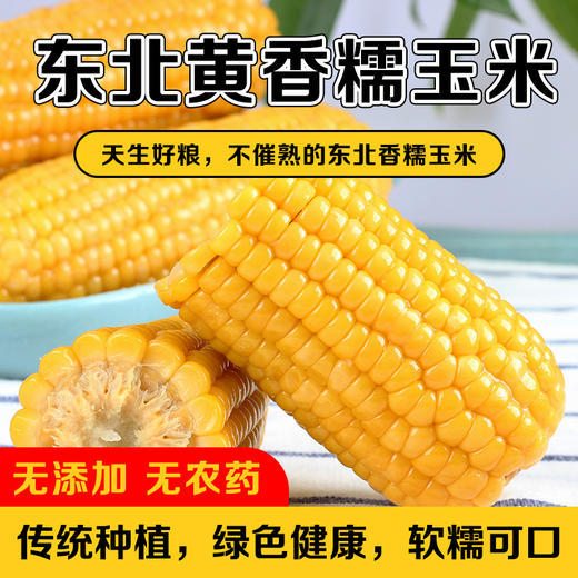【天生好粮】东北黄香糯玉米不催熟无添加无农药营养健康 商品图0