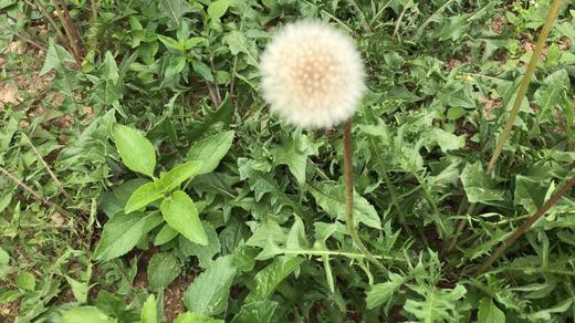 桑叶  蒲公英  煮水 泡茶 清香·甘醇·天然 商品图3