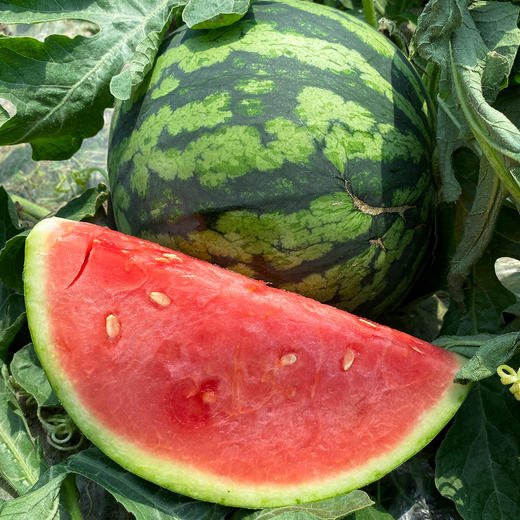 潍坊小糖丸2k手撕小西瓜，一藤一瓜  4-5斤1-2个瓜 商品图11