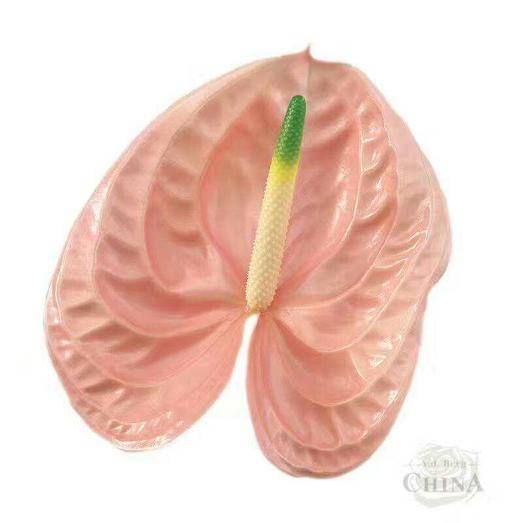 【绿光彩掌】干杯  香槟粉色 商品图4