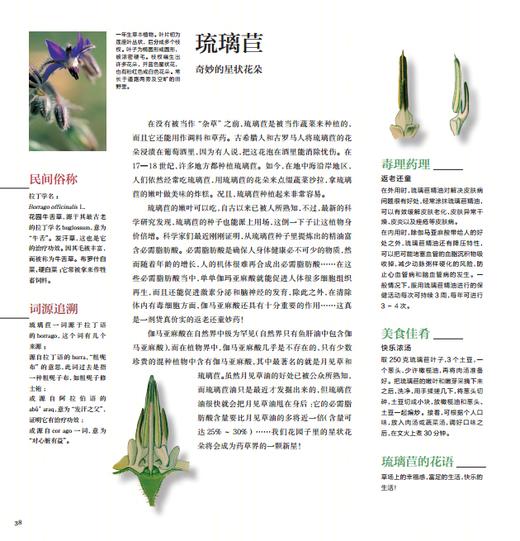 《花草物语：被遗忘的植物》（精装） 商品图3