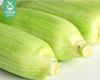 【叼鲜蔬】漳州新鲜甜玉米/1份（1.5kg±100g） 商品缩略图4