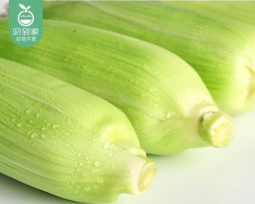 【叼鲜蔬】漳州新鲜甜玉米/1份（1.5kg±100g） 商品图4