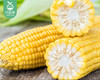 【叼鲜蔬】漳州新鲜甜玉米/1份（1.5kg±100g） 商品缩略图3