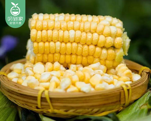 【叼鲜蔬】漳州新鲜甜玉米/1份（1.5kg±100g） 商品图2