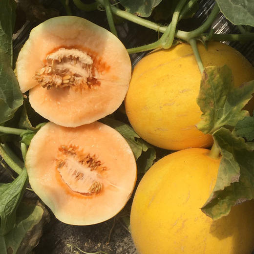 陕西黄河蜜瓜新鲜黄金蜜香甜可口水润多汁产地现摘直达5斤装9斤装