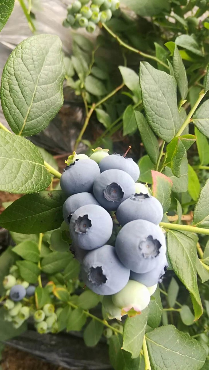 产地直邮庄河地产蓝莓中果125克盒8小盒