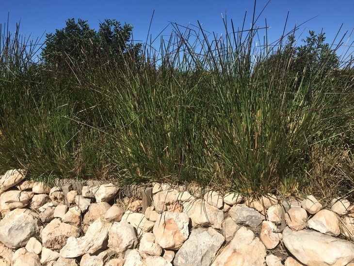 岩兰草精油 香根草 宁静之油 放松舒缓 海地