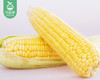【叼鲜蔬】漳州新鲜甜玉米/1份（1.5kg±100g） 商品缩略图1