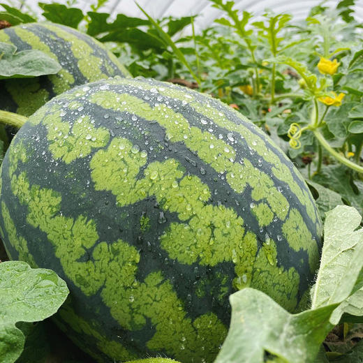 潍坊小糖丸2k手撕小西瓜，一藤一瓜  4-5斤1-2个瓜 商品图9