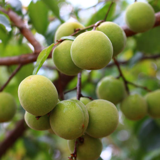 云南高山野生青梅酿酒酱绝了肉厚核小酸度高