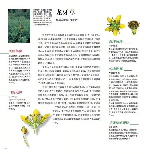 《花草物语：被遗忘的植物》（精装） 商品图1