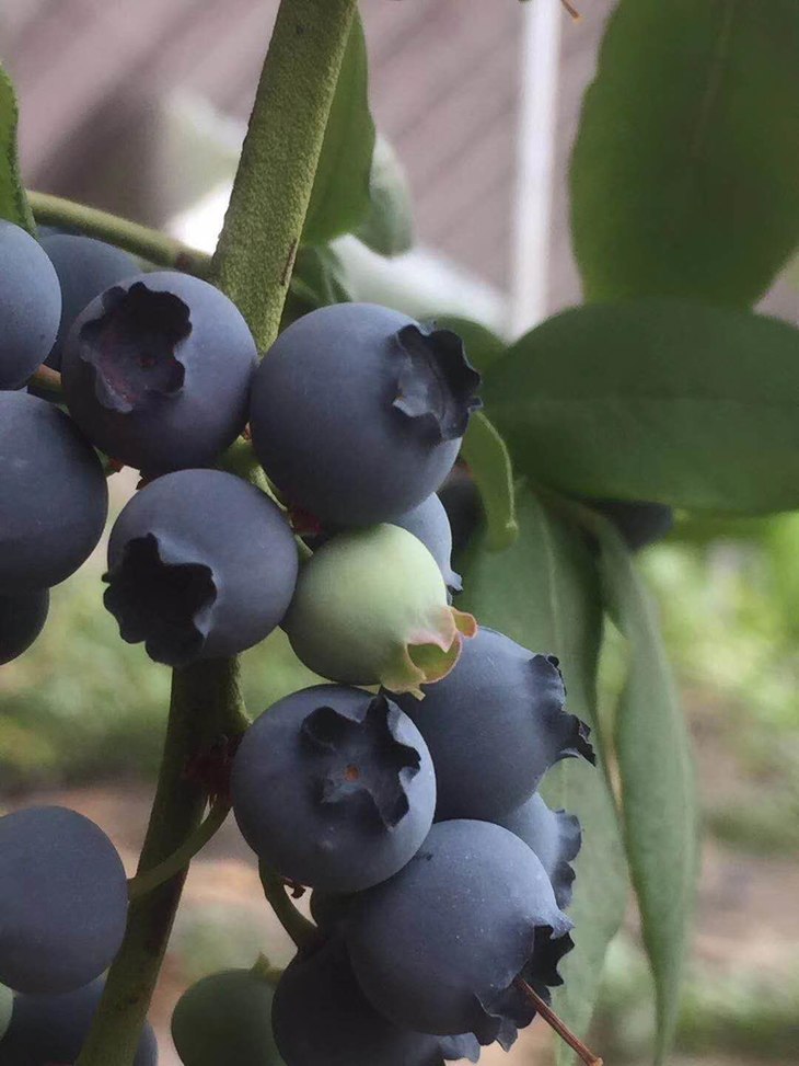 产地直邮庄河地产蓝莓中果125克盒8小盒