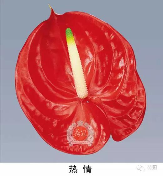 【海南红掌】热情 多规格  单枝 商品图1