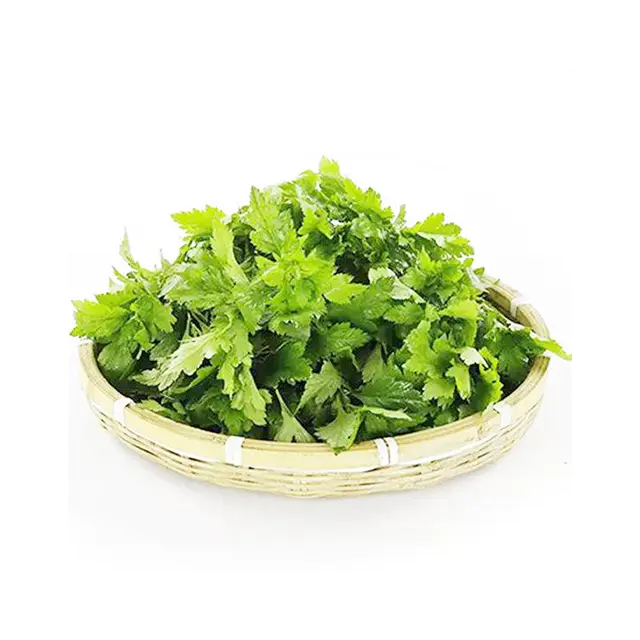 菊叶【菊花脑】|有机种植|南京农业大学有机农业实验站